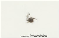 藏品(耳葉蘚屬)的圖片